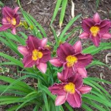 Hemerocallis purple