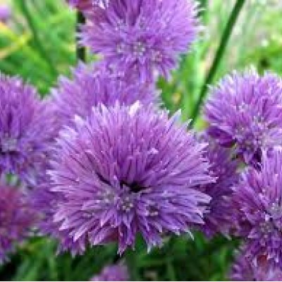 Allium niski