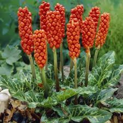 Arum italicumm