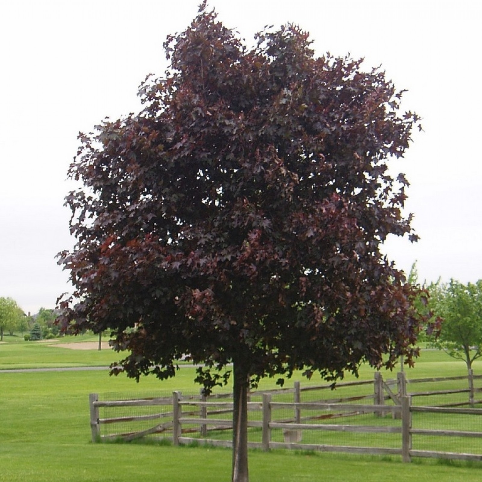 ACER PLAT CRIMSON KING JAVOR CRVENIH LISTOVA Rasadnik Jelena  Acer plat crimson king javor crvenih listova rasadnik jelena