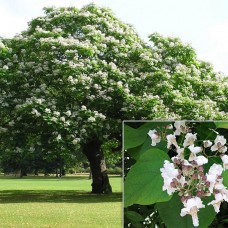 CATALPA BIGNONIODIES