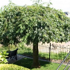 FRAXINUS PENDULA (ŽALOSNI JASEN)