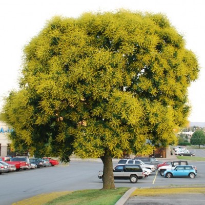 KOELREUTERIA PANICULATA