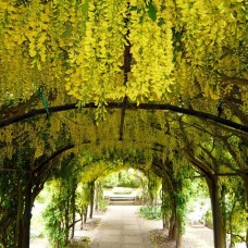 LABURNUM