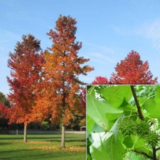 LIQUIDAMBAR STYRACIFLUA