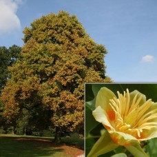 LIRIODENDRON TULIPIFERA