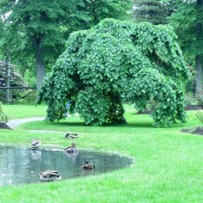 ULMUS PENDULA (ŽALOSNI BREST)