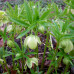 Helleborus viridis