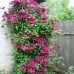 Clematis "Ernest Markham"