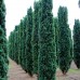 Taxus baccata