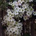 Clematis 'Early Sensation'