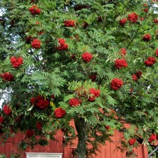 Sorbus aucuparia