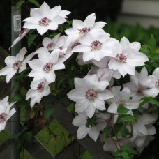 Clematis "Miss Bateman "