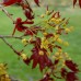 Acer crimson sentry