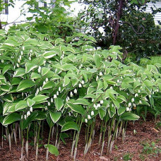 Polygonatum odoratum "Variegatum"