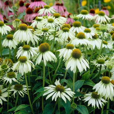 Echinacea purpurea " Baby Swan White "