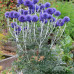 Echinops ritro