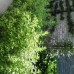 Artemisia vulgaris variegated