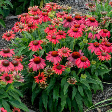 Echinacea purpurea "Lakota Red"