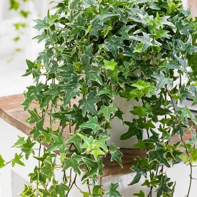 Hedera helix "Ivy"