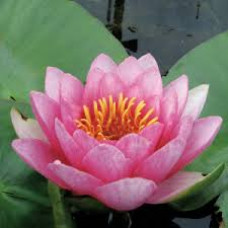 Nymphaea rosea minijature