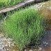 Equisetum scirpoides