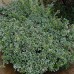 EUONYMUS FORTUNEI „GREEN CARPET“ EUONYMUS FORTUNEI „GREEN CARPET“