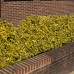 EUONYMUS FORTUNEI „EMERALD’N GOLD“