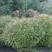 Euphorbia x martinii 'Ascot Rainbow' Euphorbia x martinii 'Ascot Rainbow'