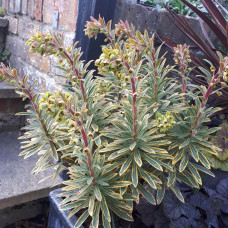 Euphorbia x martinii 'Ascot Rainbow' 