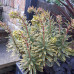 Euphorbia x martinii 'Ascot Rainbow' Euphorbia x martinii 'Ascot Rainbow'