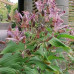 Tricyrtis hirta