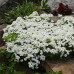 Arabis white