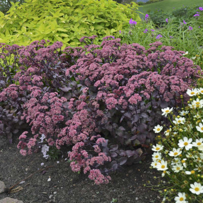 Sedum dark