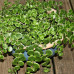 Sedum tetractinum "Coral Reef" Sedum tetractinum "Coral Reef"