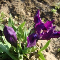 Iris germanica