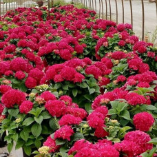 Hydrangea red