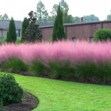 Muhlenbergia capillaris