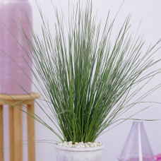 Juncus Pencil Grass