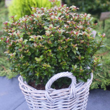 Ilex meserveae "Mondo"