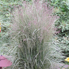 Calamagrostis acutiflora " Overdam"