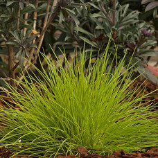 Festuca glauca "Golden Toupe" Festuca glauca "Golden Toupe"