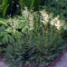 Filipendula vulgaris