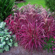 Pennisetum fireworks 