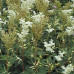 FILIPENDULA ULMARIA „VARIEGATA“