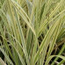 Cortaderia "Splendid Star"