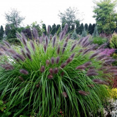 PENNISETUM ALOPECUROIDES „MOUDRY“