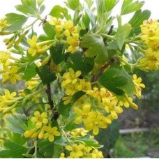 Ribes Odoratum