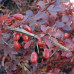 Berberis thunbergii "Carmen"