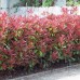 PHOTINIA FRASERI „RED ROBIN“ PHOTINIA FRASERI „RED ROBIN“